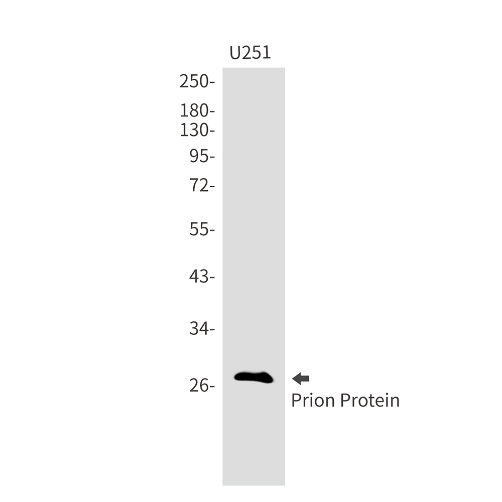 WB - Prion Protein Rabbit mAb AP75949